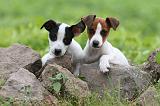 JACK RUSSEL 181